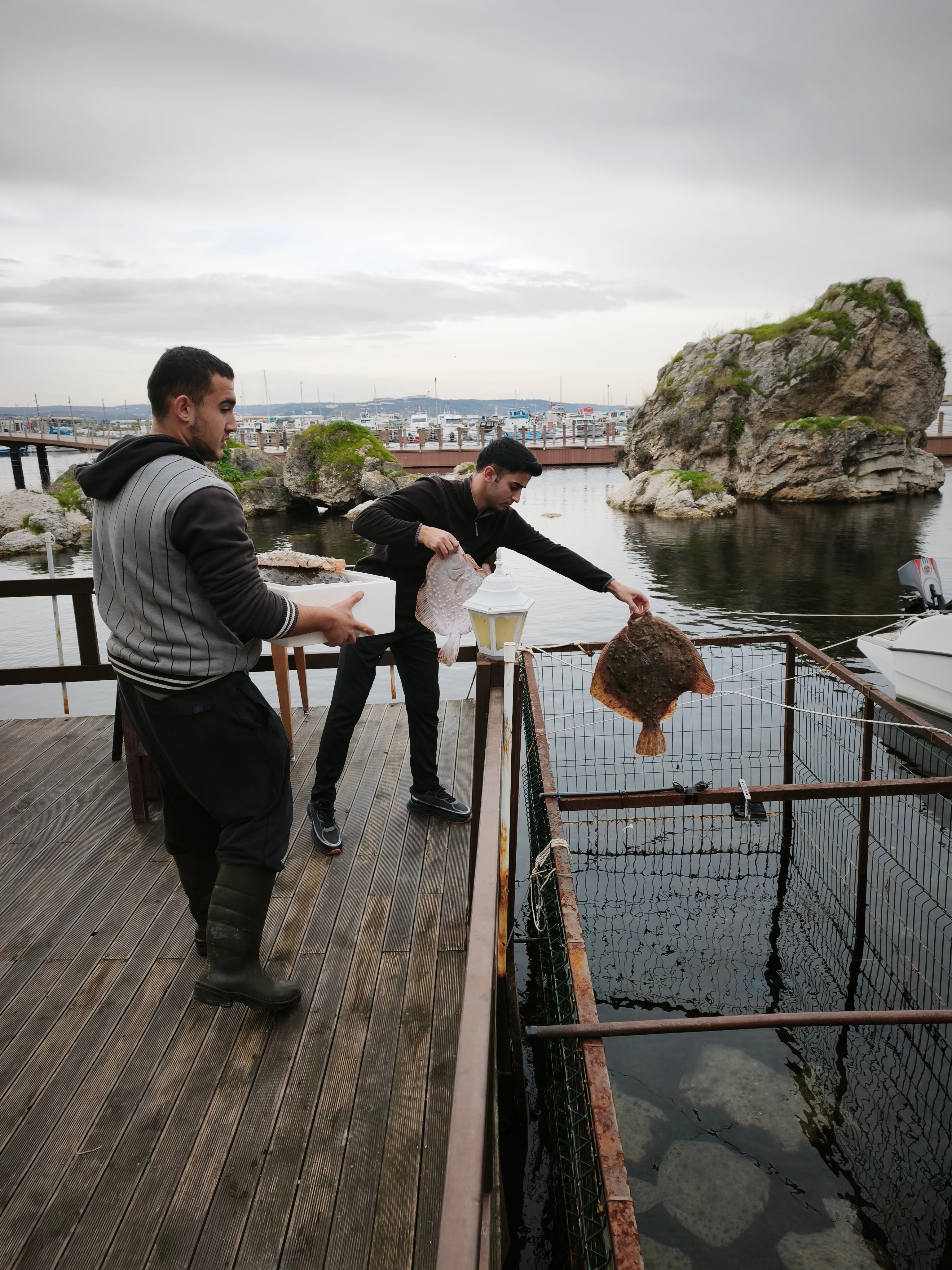 Şile'de Karadeniz Kalkanı: Canlı Balık Kültürü
