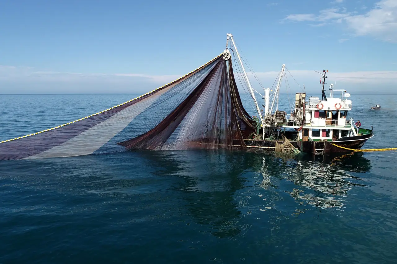 Şile'de Balık Mevsimi: Yılın Hangi Ayında Hangi Balık Taze Yenir?